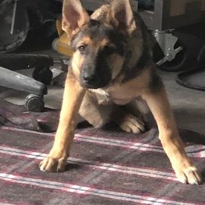 Meet your Posher, Walter